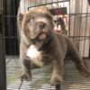 American Bully Male Pocket Pup Available ABKC reg