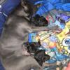 Rocco & Zoey's ICCF Registered Litter Has Arrived