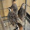 Mearns Quail mating pairs