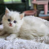 Beautiful TICA registered fawn point Ragdoll kitten!