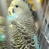 7 Young parakeets need forever homes