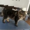 Mainecoon Stud available