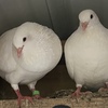 White Utility King Pigeons