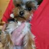 ADORABLE MICRO FEMALE YORKIE NOW AVAILABLE