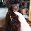 Brown Male Miniature Poodle Puppy