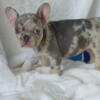 AKC French Bulldog puppies in  Raleigh, NC the only reputable breeder in NC that has affordable prices
