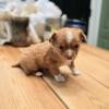 Chihuahua puppy for rehome