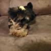 soldTeacup Yorkie Born June 25th ready for Furever homes