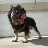 French Bulldog - Visual Fluffy stud (shipping included)