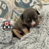 New Litter - Tri Color Pocket Size American Bully Puppies & Stud Services - Abkc Registered