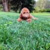 F1B Goldendoodles Price reduction due to age