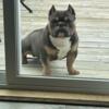 Micro bully looking for new home