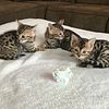 TICA Award for outstanding cattery Top quality purebred Bengals