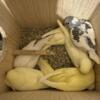 Baby parakeets for sale