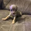 Male Chihuahua Puppies