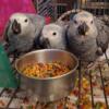 African Grey proven pairs