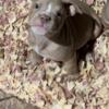 Pocket American Bully for Sell!