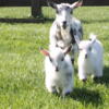 Purebred Nigerian Dwarf Baby Goats for Sale in Brown County, Ohio.