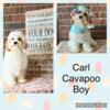 Adorable Cavapoo Puppies Available!
