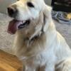 2 year old Male English Golden Retriever Unneutered