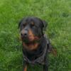 German Rottweiler Stud for Hire AkC females only