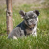 Frenchie pups - two litters