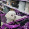 Maltipoo puppies for dale