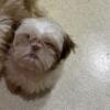 Shih-tzu puppies For sale