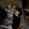 Persian Kittens- ready in July
