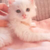 Gorgeous Turkish Angora Persian kitten mix