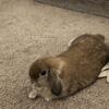 Rehoming sweet holland lop doe