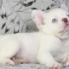 Glenn French Bulldog male puppy for sale. $4,400