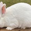 Florida White Rabbits for Sale
