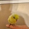 Young parrotlet for sale