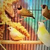 Gouldian  finches for sale Males and Females, Non Related Pairs Available $100 each bird