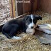 Border Collie puppies ready for their furever homes!