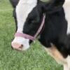 Holstein heifer calf cow