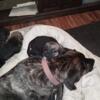 Beautiful black lab, mastiff,blue heeler mix puppies ready to find there forever homes.