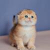 NEW Elite Scottish fold kitten from Europe with excellent pedigree, male.Ice Cream