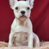 Frenchie puppy shots deworming
