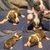 AKC Boxer Puppies For Sale