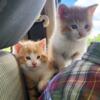 Orange and white kittens