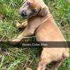 Price Reduced Cane Corso Pups. They are registered through ICCF.