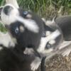 9 week old husky puppies for sale