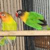 Lovebird bonded pair 2