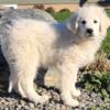 Great Pyrenees female