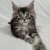 TICA Registered Maine Coon Kitten Silver Tabby Female