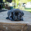 Female Cane Corso Puppy - 10 Weeks Old