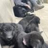 Free German Shepherd puppies