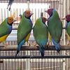 Gouldian Finches For Sale